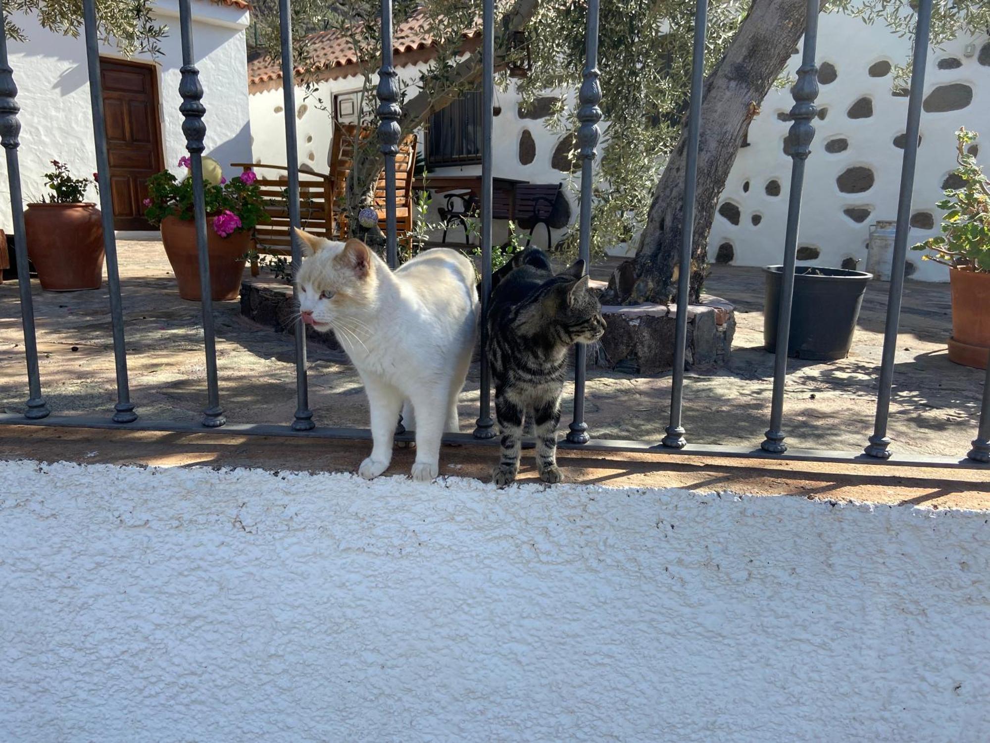 La Casa Vieja De La Montana Villa Santa Lucia Екстериор снимка